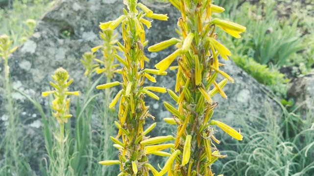 Tall stalks of yellow King's Spear flowers open up within a pocket of green grass. The bright, cheerful yellow blossoms stand beautifully against a moody, rugged rock wall