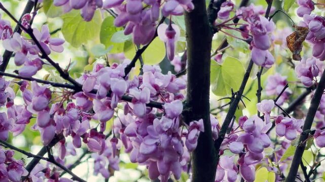 Abundant purple eastern redbud blossoms cluster beautifully directly along dark tree branches. This vibrant, enchanting sight brings a cheerful feeling of springtime wonder and renewal.