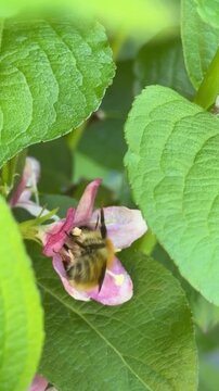vid&eacute;o d'un bourdon en train de butiner une fleur de couleur rose entour&eacute;e de feuilles