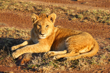 Young lion looking at you © David