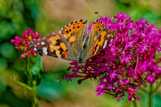 Papillon vanesse des chardons