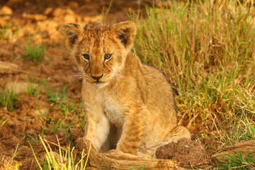 Cute lion cub © David