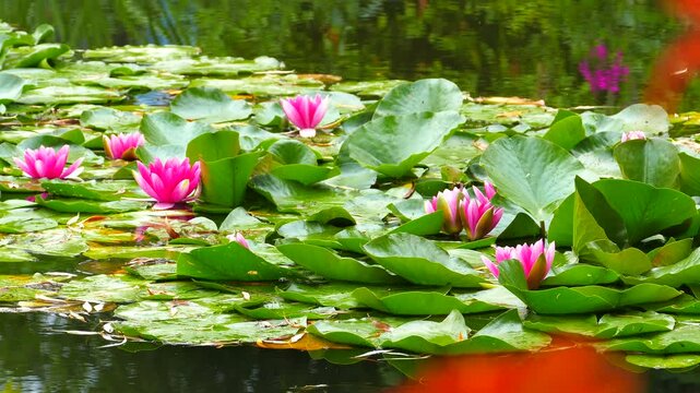 モネの庭園