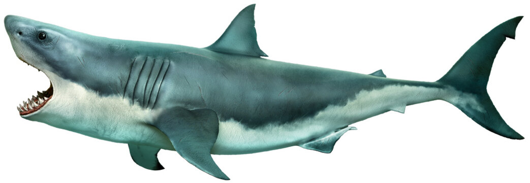 Great white shark side view 3D illustration	