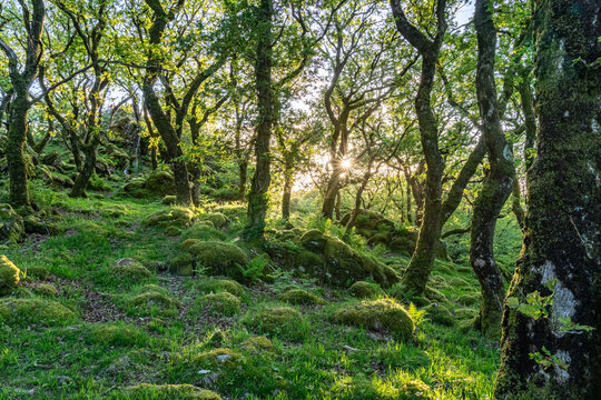 Views around Coed ty canol - national nature reserve and ancient woodland