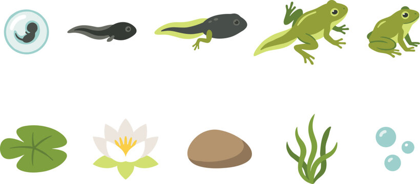 Frog Life Cycle Stages with Tadpole Transformation, Amphibian Development Process, Pond Habitat Elements, and Educational Biology Vector Illustration Set