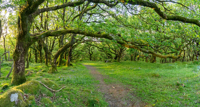 Views around Coed ty canol - national nature reserve and ancient woodland