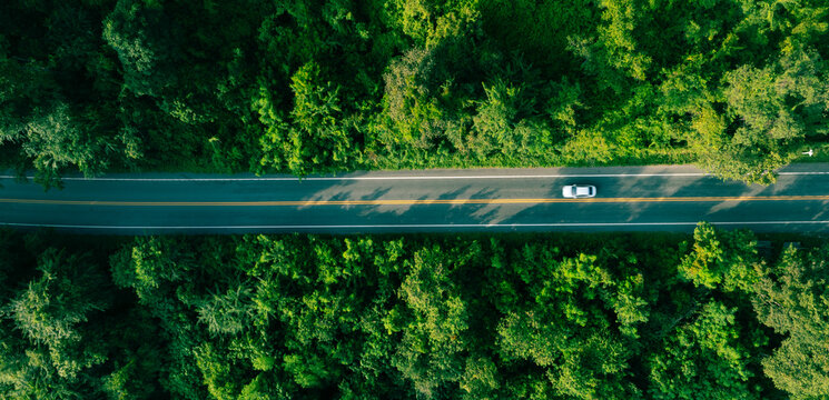 Green tropical forest with winding road and cars driving through nature. Strong visual metaphor for clean mobility, sustainable transport and future oriented economic growth.