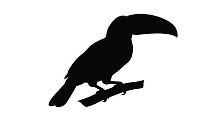 Fototapeta premium Toucan perched on branch black silhouette