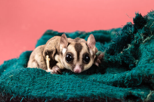 Pet sugar gliders