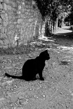 Chat noir assis dans un sentier