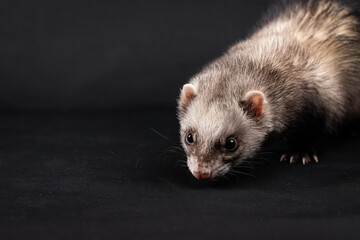 Fototapeta premium Pet ferret with black background