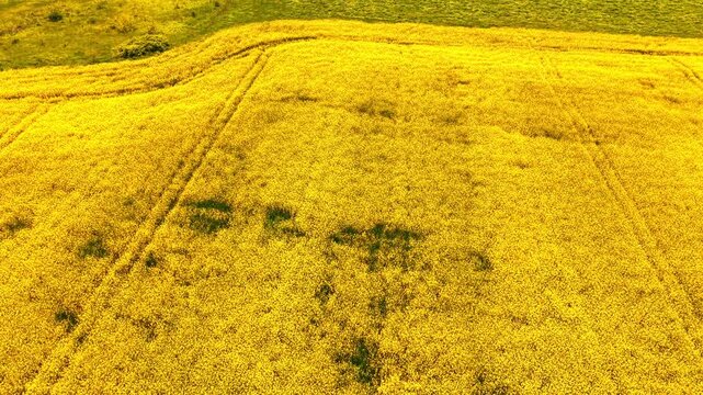 Aerial view of curved tractor tracks in rapeseed field. Drone photograph of a yellow blooming canola field featuring curved parallel tractor tracks and green corners.