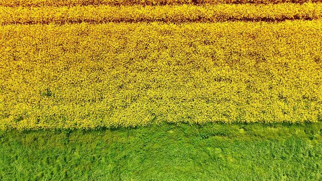 Yellow rapeseed and green grass. Drone shot showcasing a crisp horizontal line separating a yellow blooming canola field from a green crop field.