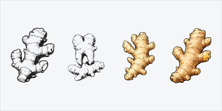 Four different illustrations of ginger root in various artistic styles and colors side by side