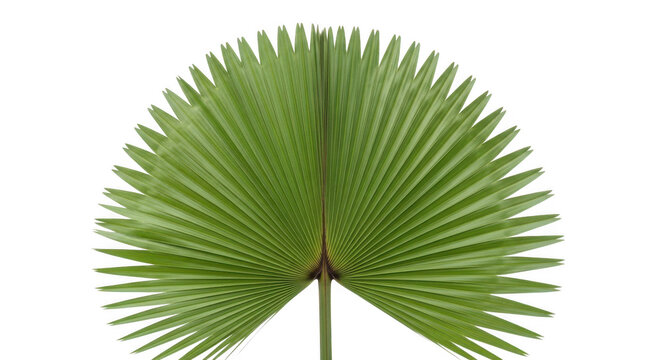 Green fan palm leaf isolated on transparent background