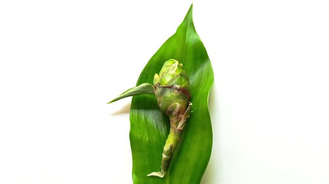 Fresh green spiral ginger Costus pictus inflorescence on leaf isolated on white background