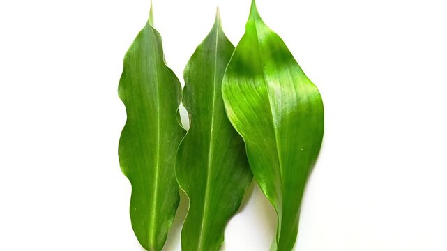 Three fresh green spiral ginger Costus pictus leaves isolated on white background
