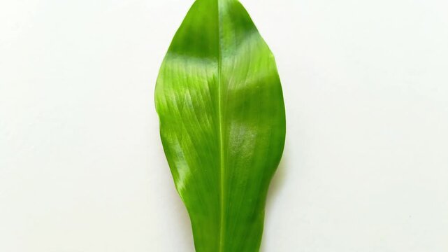 Single fresh green spiral ginger Costus pictus leaf isolated on white background