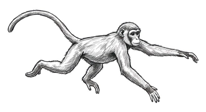 A monkey is jumping through the air with its arms outstretched and tail extended.