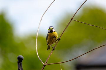 Blue tit holding a caterpillar in its beak and standing on a thin branch against a blue sky. The small, common bird carries food to its nest to feed its chicks. British wildlife in spring. © Elenitsa