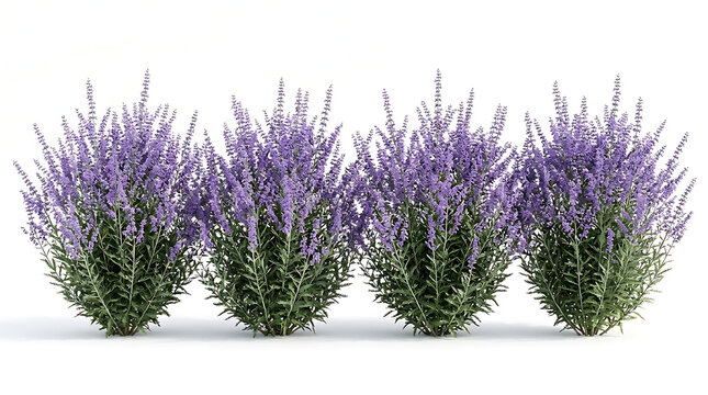 Row of four flowering russian sage perovskia atriplicifolia ornamental plants isolated on white background with perovskia atriplicifolia lavender landscape aromatic perennial isolated greenery