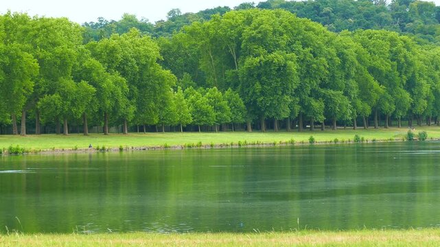 新緑の並木道と池の水辺