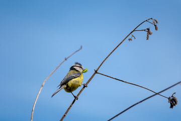 Blue tit holding a caterpillar in its beak and standing on a thin branch against a blue sky. The small, common bird carries food to its nest to feed its chicks. British wildlife in spring. © Elenitsa