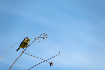 Blue tit holding a caterpillar in its beak and standing on a thin branch against a blue sky. The small, common bird carries food to its nest to feed its chicks. British wildlife in spring. © Elenitsa