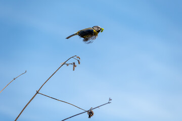 Blue tit holding a caterpillar in its beak and standing on a thin branch against a blue sky. The small, common bird carries food to its nest to feed its chicks. British wildlife in spring. © Elenitsa