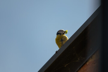 Blue tit holding a caterpillar in its beak and standing on a thin branch against a blue sky. The small, common bird carries food to its nest to feed its chicks. British wildlife in spring. © Elenitsa