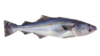 Obraz premium Whole raw pollock fish with blue and silver scales, isolated on transparent background