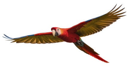 Scarlet macaw parrot with vibrant red yellow and blue wings in flight, isolated on transparent background © TONSTOCK