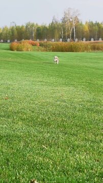 Small dog runs quickly and brings fetches a ball from afar. pet wearing a red scarf and bandana. Active happy pet playing at the nature. Vertical video footage