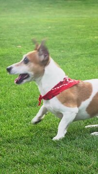 Adorable Dog profile excitedly impatiently dancing waiting for the toy ball to fetch. playing funny Jack Russell terrier with red scarf enjoying. looks pleadingly at the owner. vertical video footage
