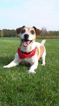 dog dancing funny, impatiently and excitedly waiting for a toy to fetch, brings it back. Smiling happy playing active  dog with red scarf. vertical video footage summer game with pet