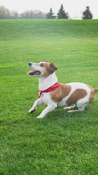 Adorable Dog profile excitedly impatiently dancing waiting for the toy ball to fetch. playing funny Jack Russell terrier with red scarf enjoying play time outside. Active pet vertical video footage