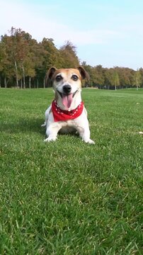 Adorable active dog playing outside. excitedly waiting for a toy to fetch. lies on the green grass with red scarf collar accessory smiling and looking at camera. Vertical video footage
