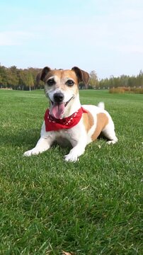 Smiling active dog dances funny in front of the camera, impatiently and excitedly waiting for a toy to fetch. lies on the green grass with red scarf collar accessory. Vertical video footage