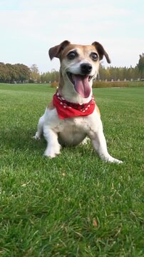 excited happy dog with red scarf ​ lies down on the grass, waits excitedly, and then jumps to catch the ball toy. playing at the nature outside with cute Jack Russell terrier pet. vertical video foota