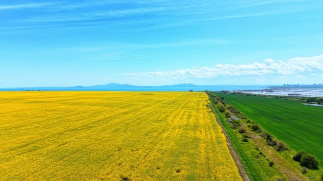 Aerial view of yellow rapeseed field and green agricultural field. Drone perspective showing adjacent yellow canola and green crop fields separated by a path next to a blue coast.