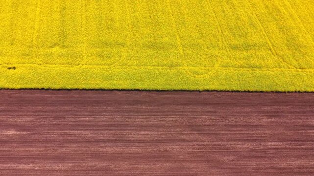 Aerial view of yellow rapeseed field and brown plowed soil. Abstract drone shot showing a straight border between bright yellow blooming canola and cultivated brown earth.