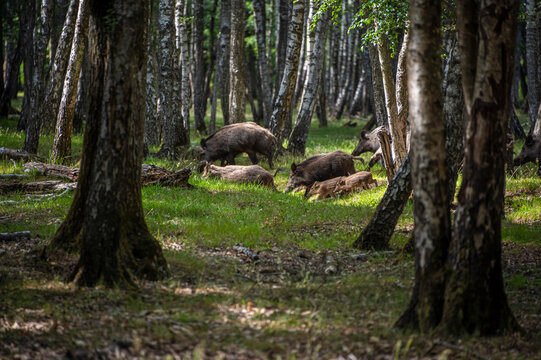 groupe de sangliers en sous bois