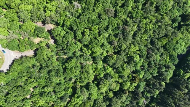 Aerial view of dense green forest canopy and a winding asphalt road in Selestat, Grand Est, France.
