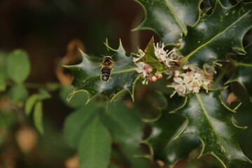 bee on holly © sarah