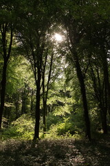 Obraz premium trees and sun shining through