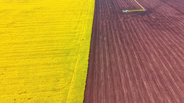 Drone shot of contrasting yellow canola and plowed soil fields. Aerial view of a clean straight line separating a blooming yellow rapeseed field from a brown cultivated ground.