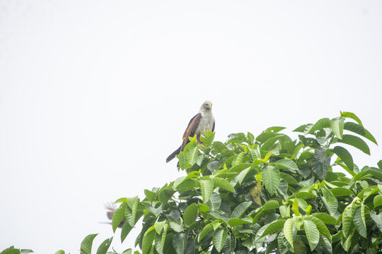 Bird perched on lush green treetop against a bright overcast sky during daytime