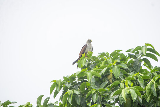 Bird of prey perched on leafy green tree branch against bright overcast sky
