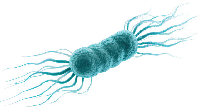 Blue rod-shaped bacterium with multiple flagella, isolated on transparent background